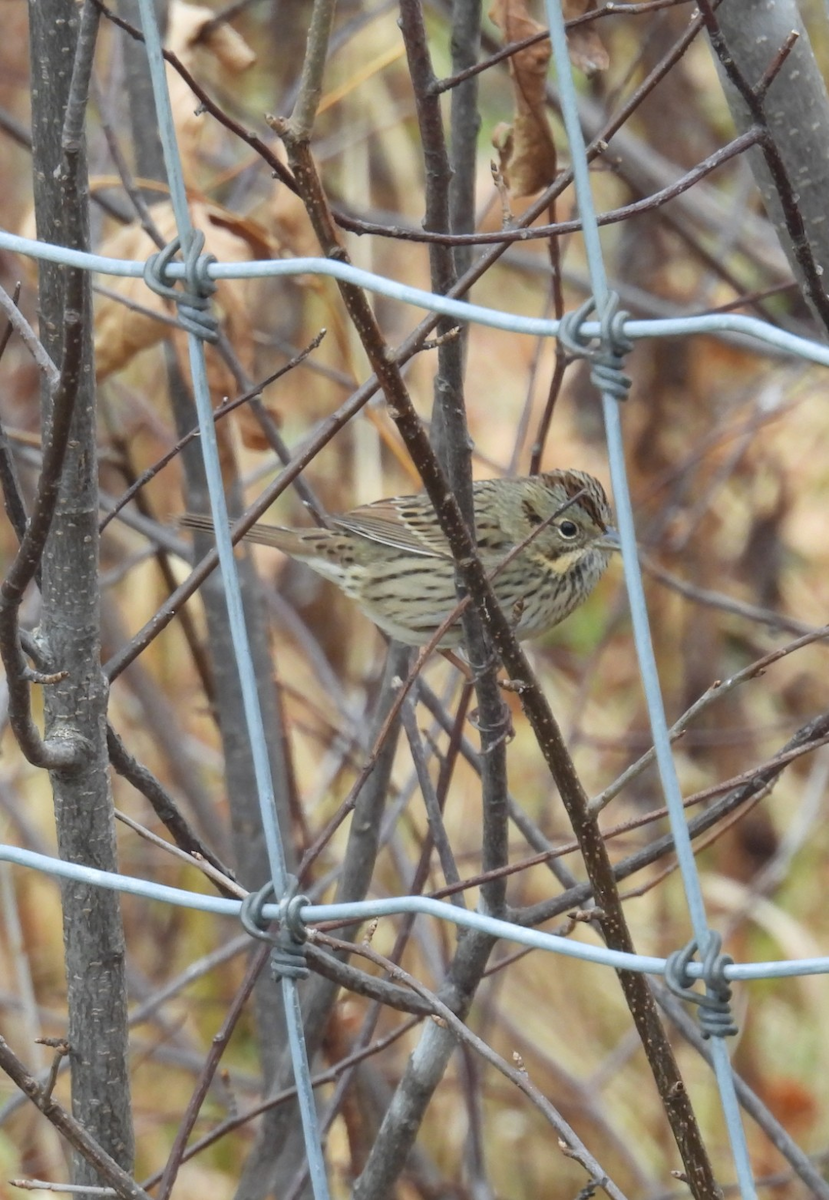 Lincoln's Sparrow - ML643756798