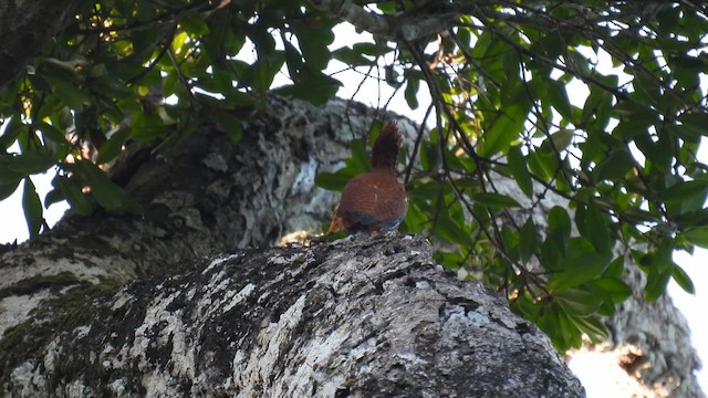 Waved Woodpecker (Scale-breasted) - ML643756801