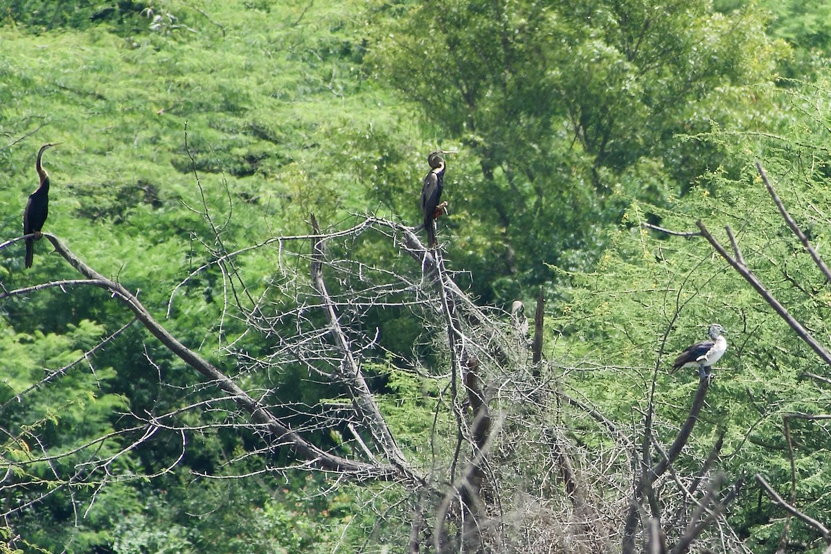 Oriental Darter - ML643756804
