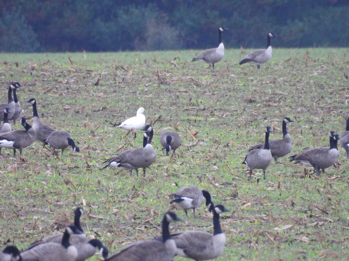 Ross's Goose - ML643756805