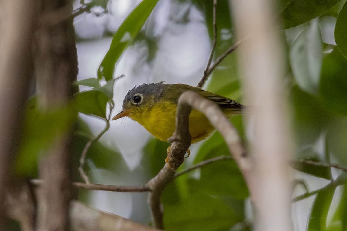 White-spectacled Warbler - ML643756810