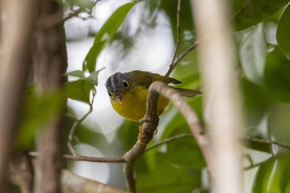 White-spectacled Warbler - ML643756811