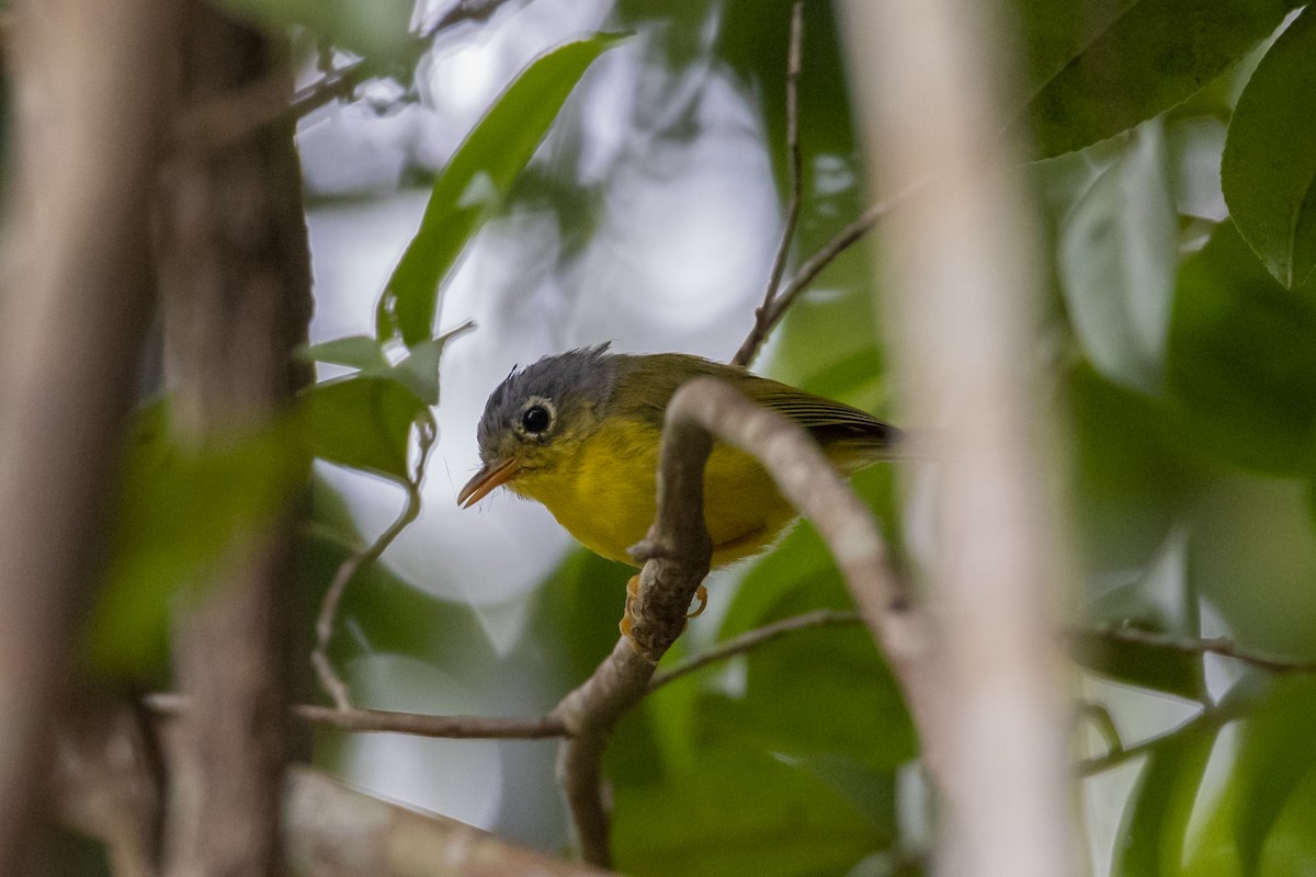White-spectacled Warbler - ML643756812