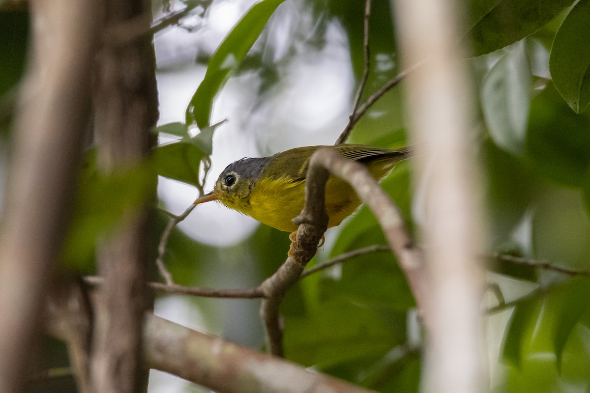 White-spectacled Warbler - ML643756814