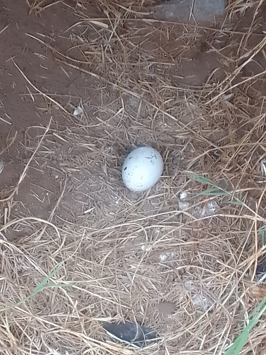 Turkey Vulture - ML643756830