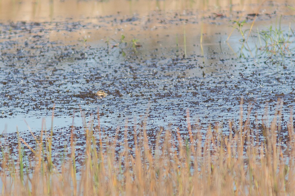 Masked Duck - ML643756832