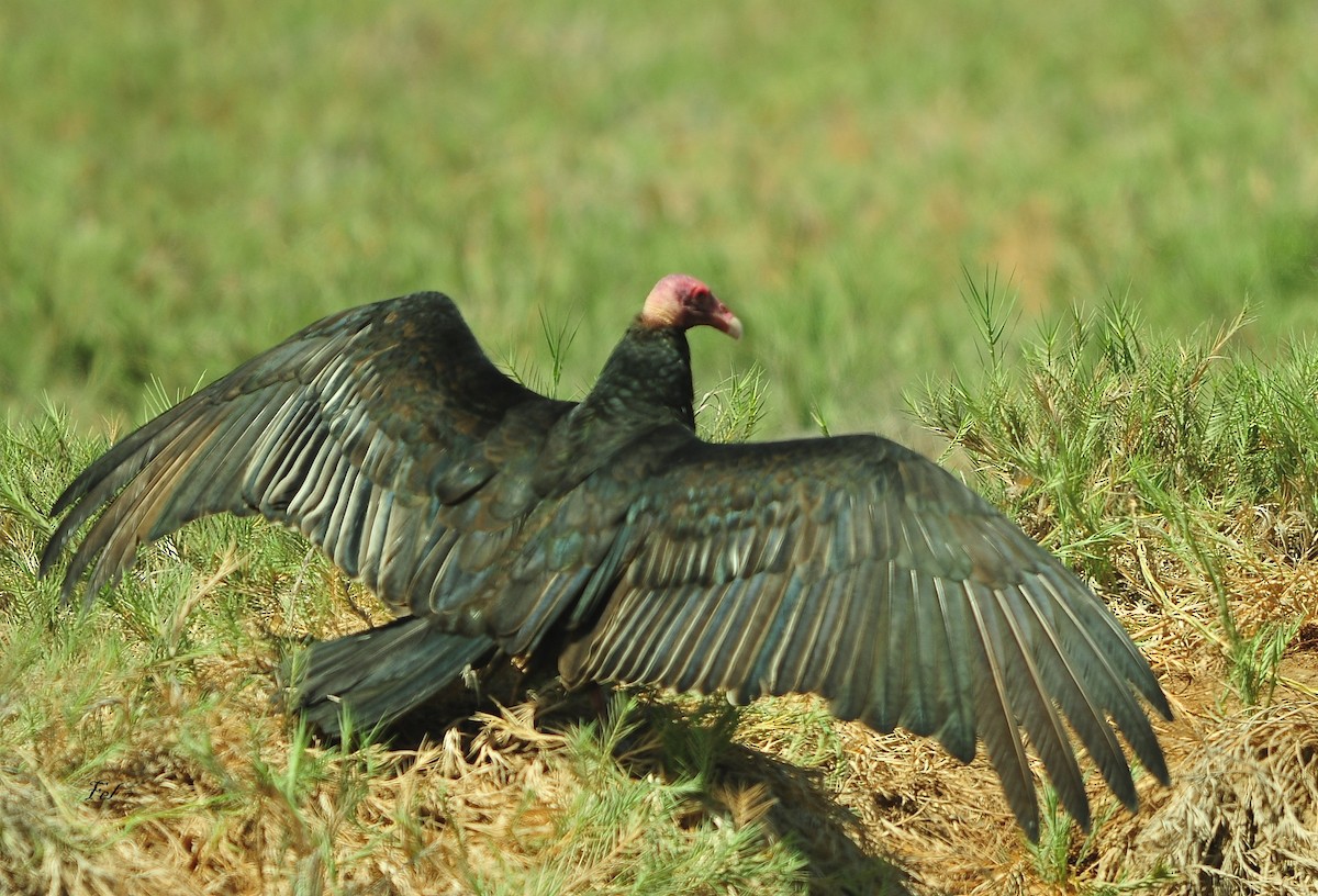 Turkey Vulture - ML643756833