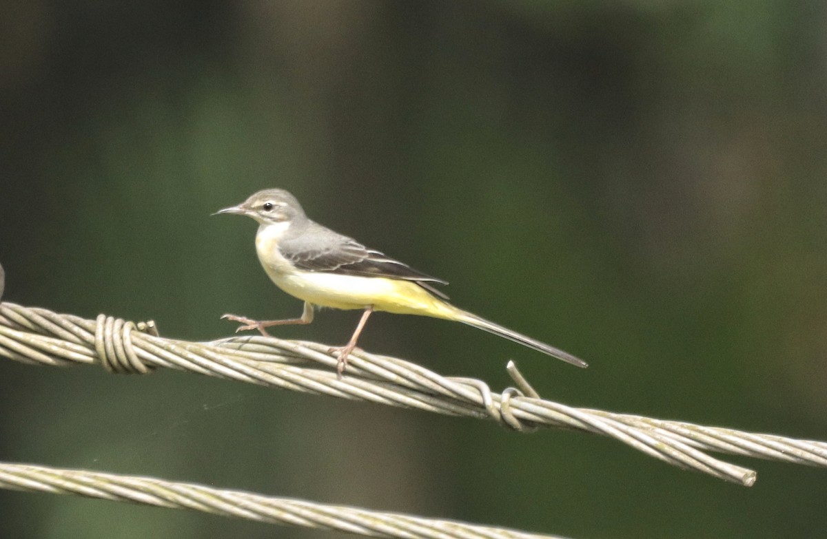 Gray Wagtail - ML643756834