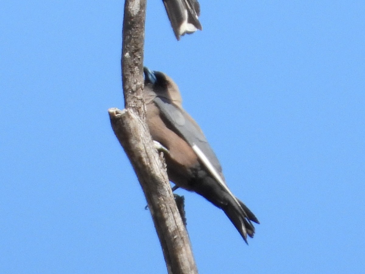Dusky Woodswallow - ML643756835