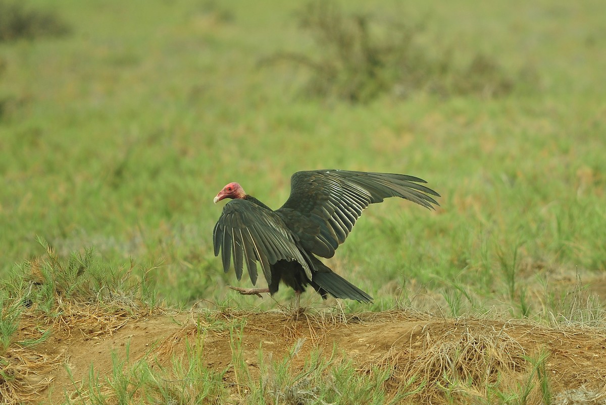 Turkey Vulture - ML643756836