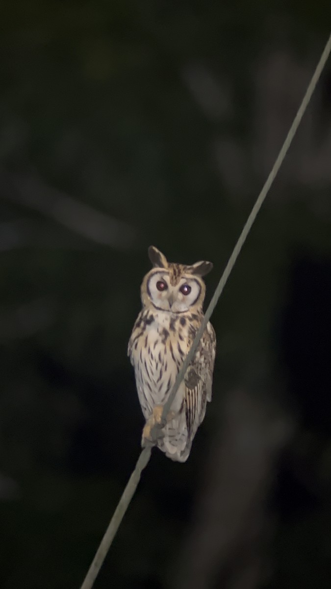 Striped Owl - ML643756840