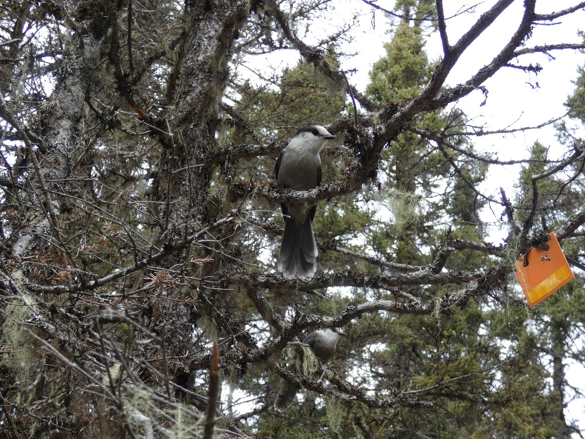 Canada Jay - ML643756842