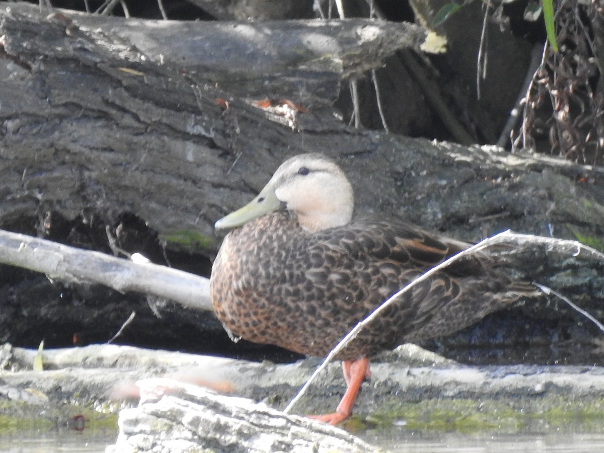 Mottled Duck - ML643756844