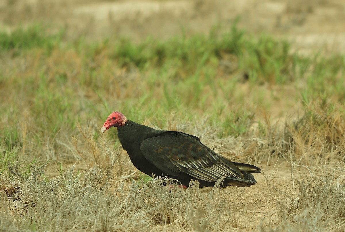 Turkey Vulture - ML643756850