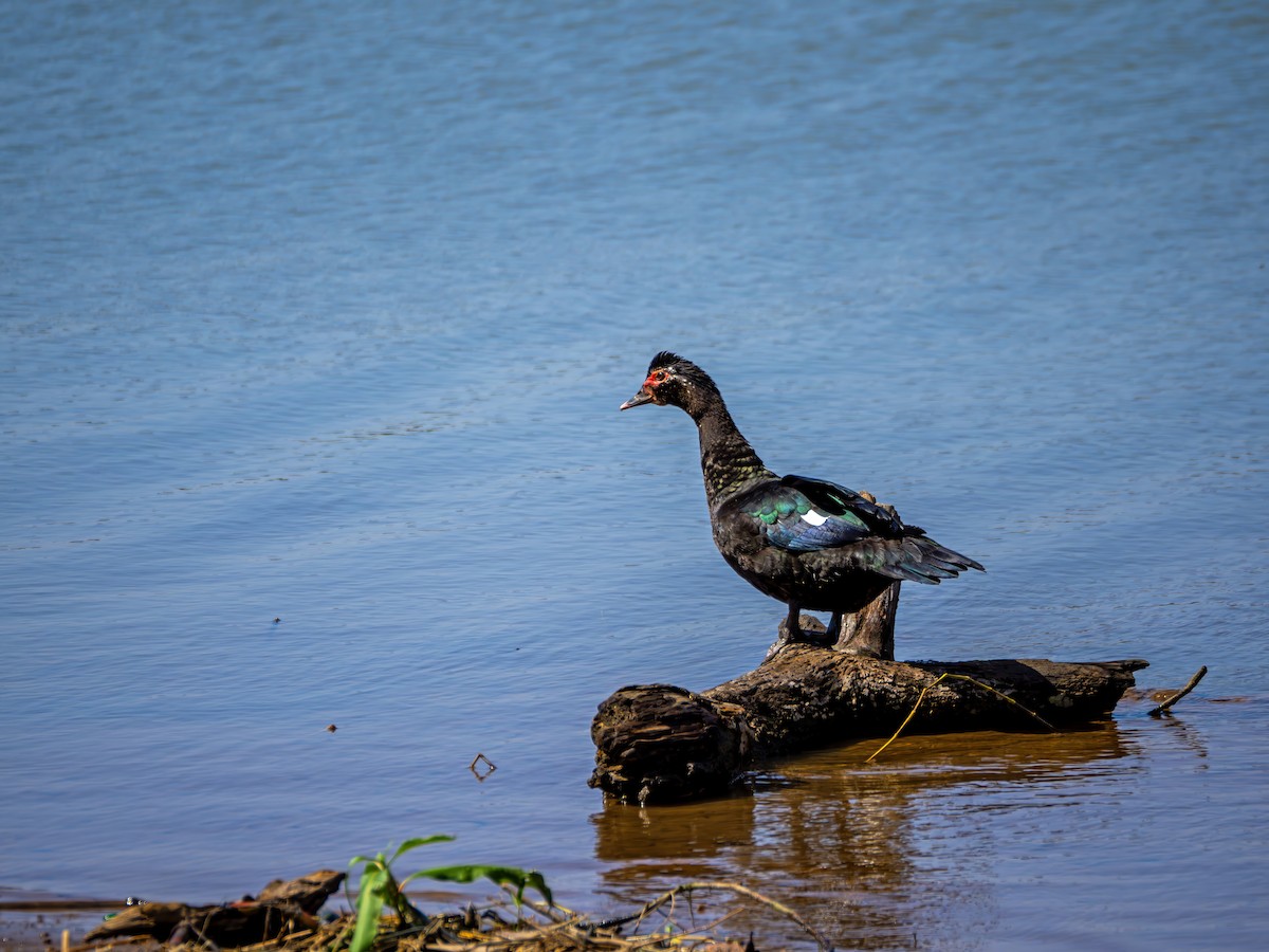 Muscovy Duck - ML643756851