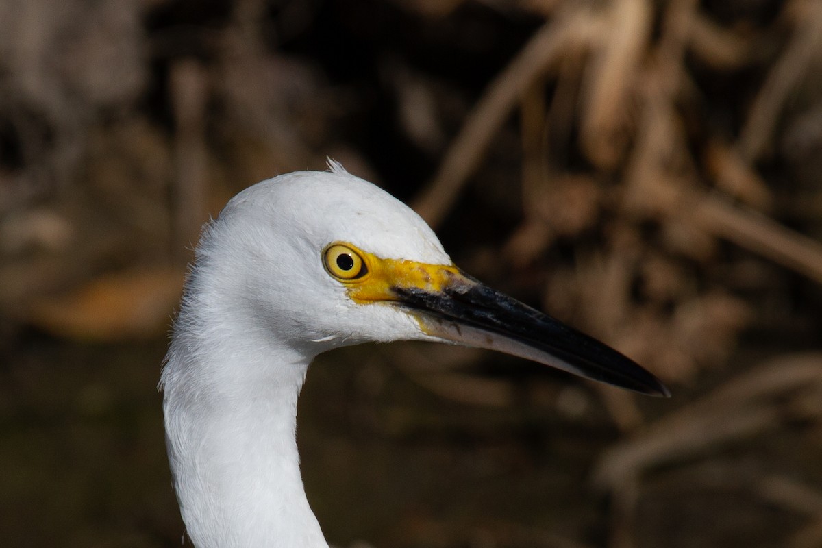 Snowy Egret - ML643756855