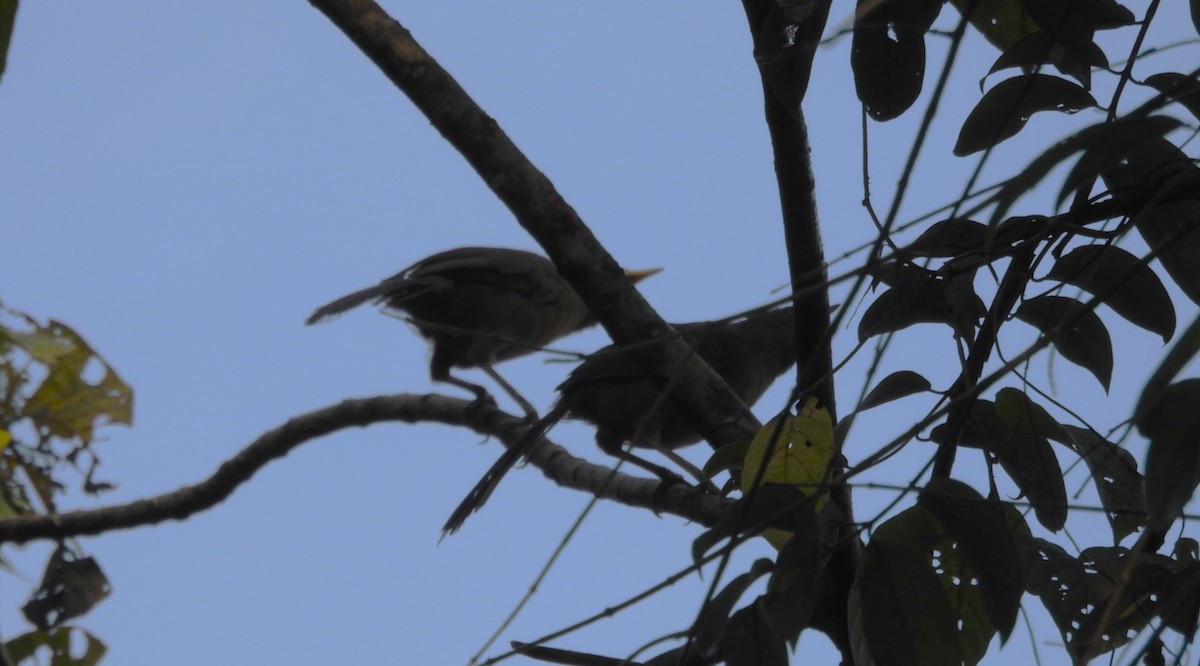 Kızıl Yedikardeş - ML643756857