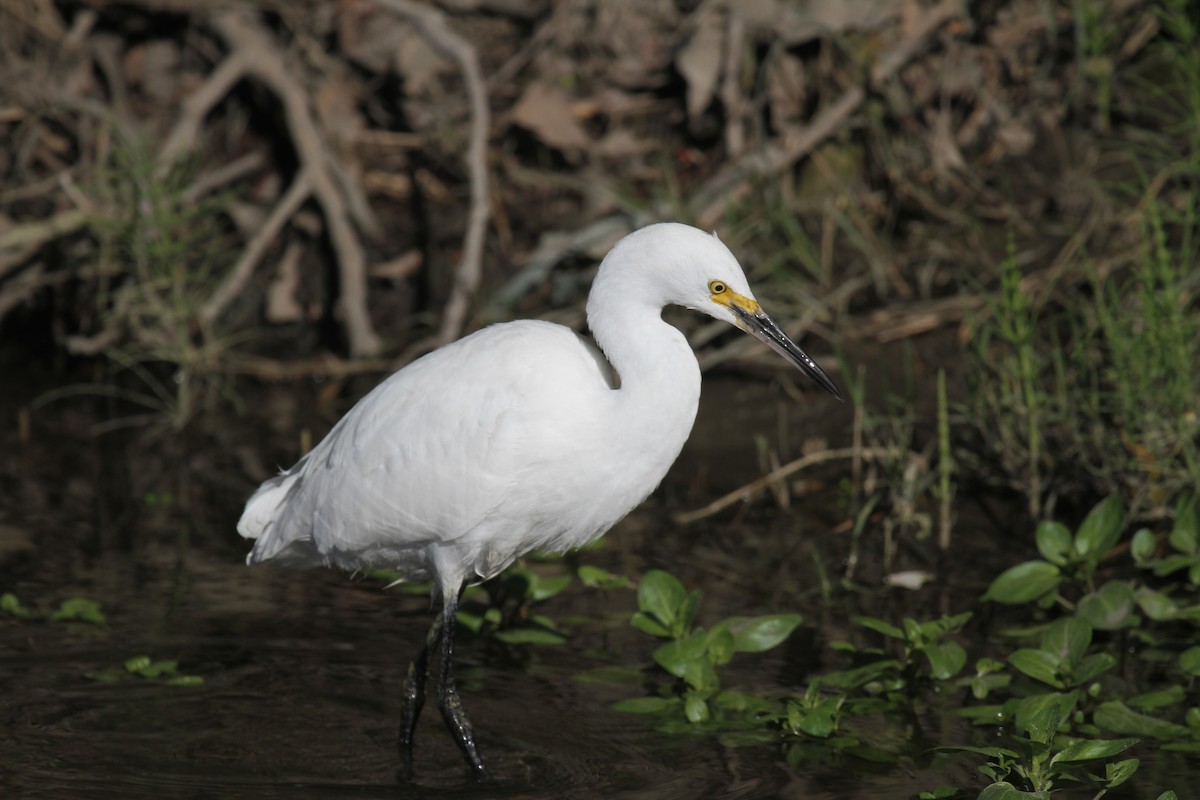 Snowy Egret - ML643756859