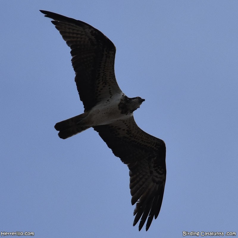 Osprey - ML643756860