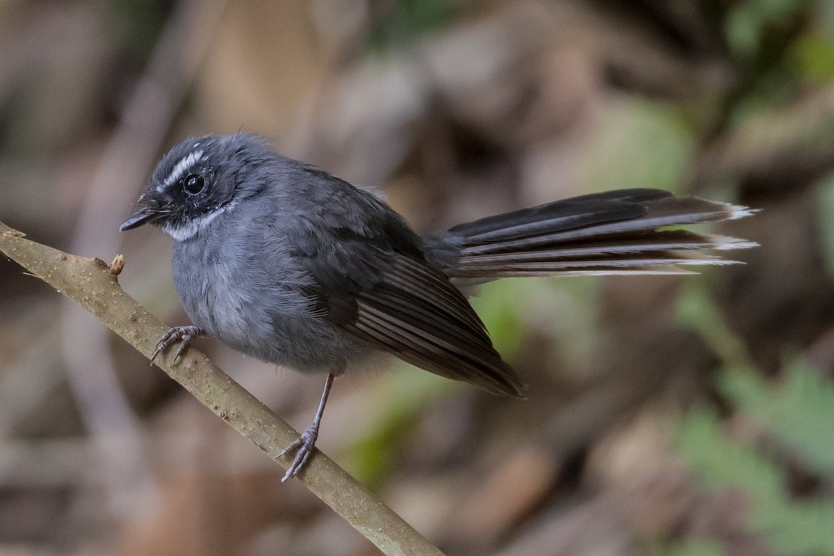 White-throated Fantail - ML643756862