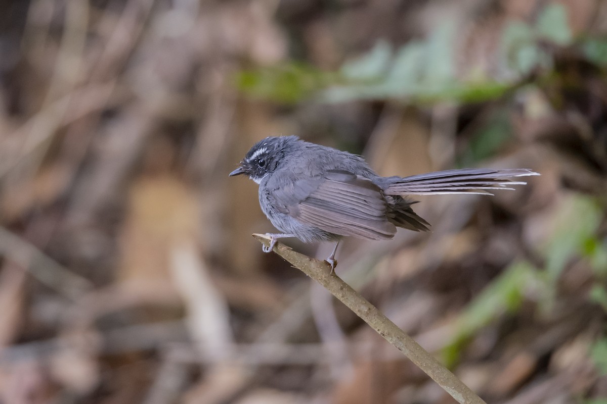 White-throated Fantail - ML643756863