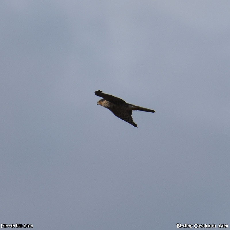 Eurasian Sparrowhawk - ML643756864