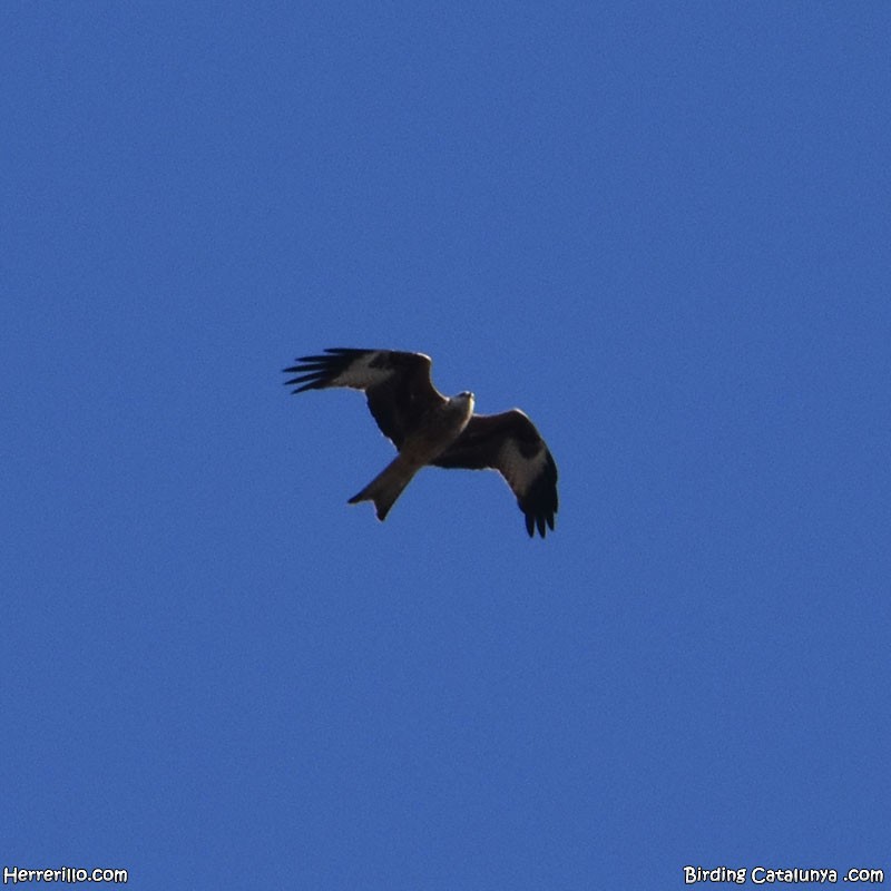 Red Kite - ML643756865