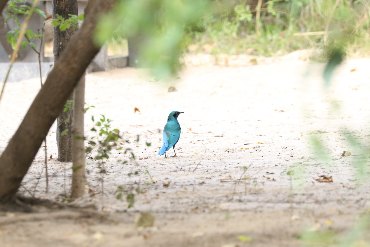 Greater Blue-eared Starling - ML643756867