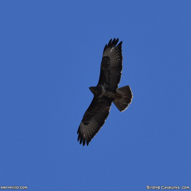 Common Buzzard - ML643756868