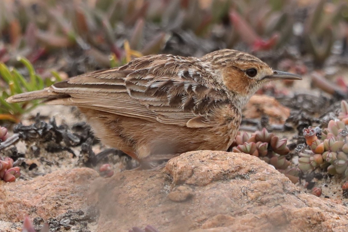 Spike-heeled Lark - ML643756869