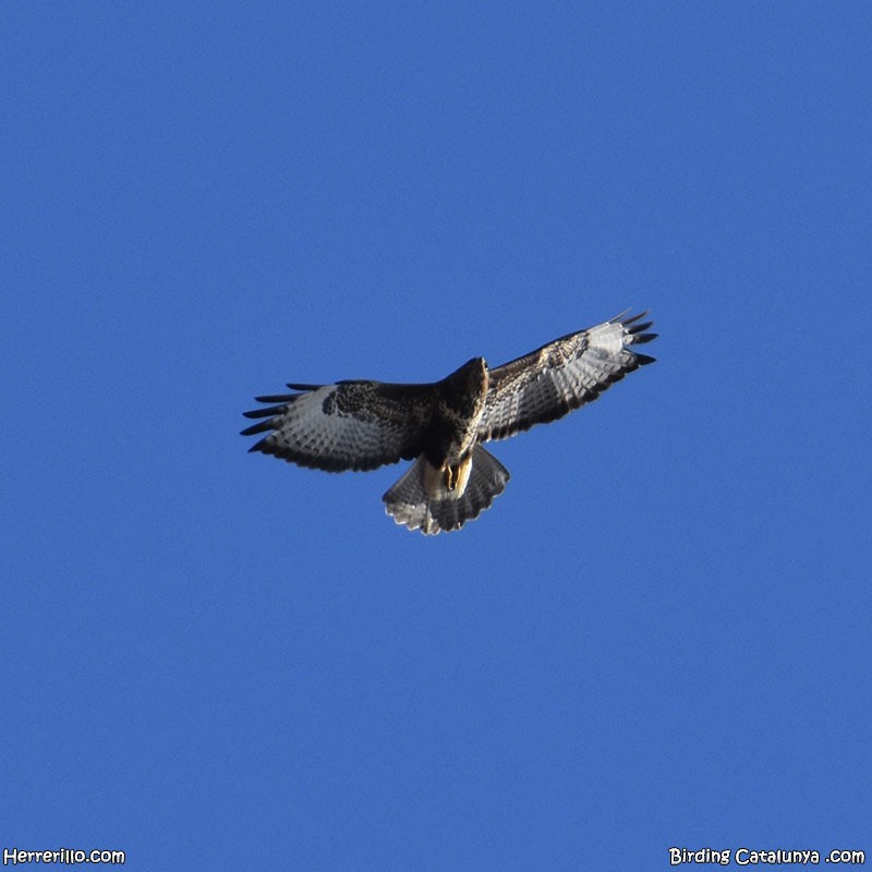 Common Buzzard - ML643756870