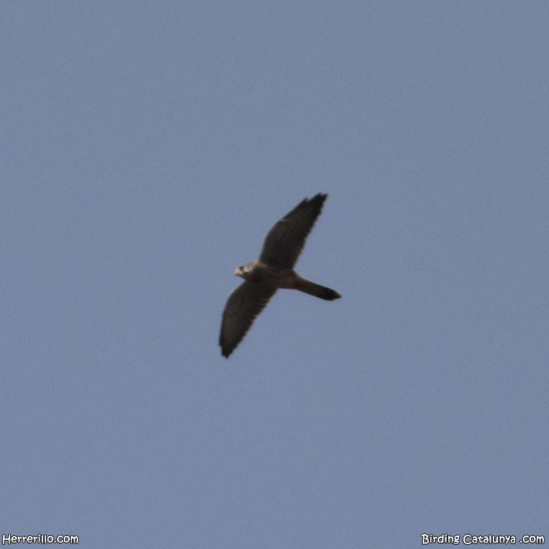 Eurasian Kestrel - ML643756872