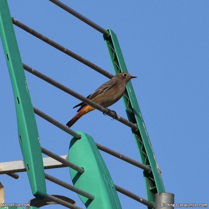 Black Redstart - ML643756873