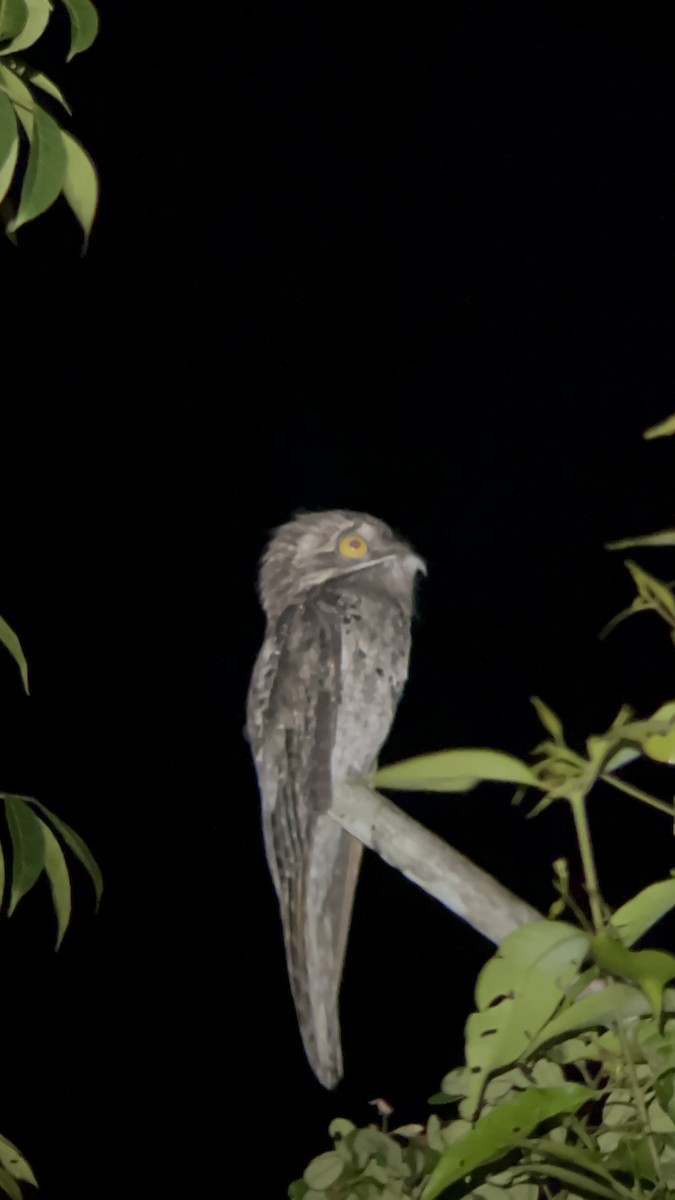 Northern Potoo - ML643756875