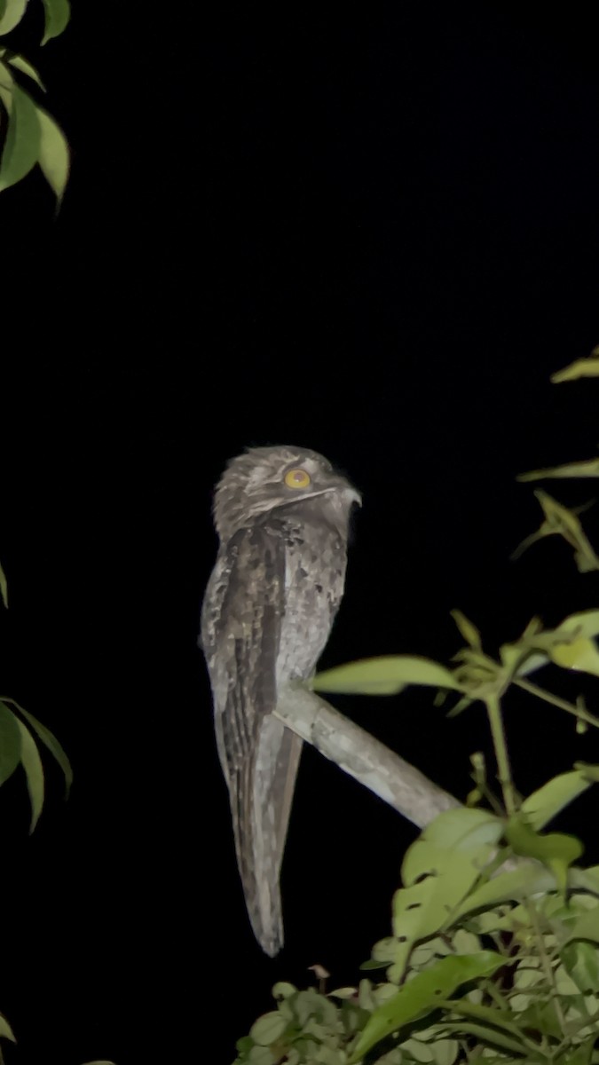 Northern Potoo - ML643756876