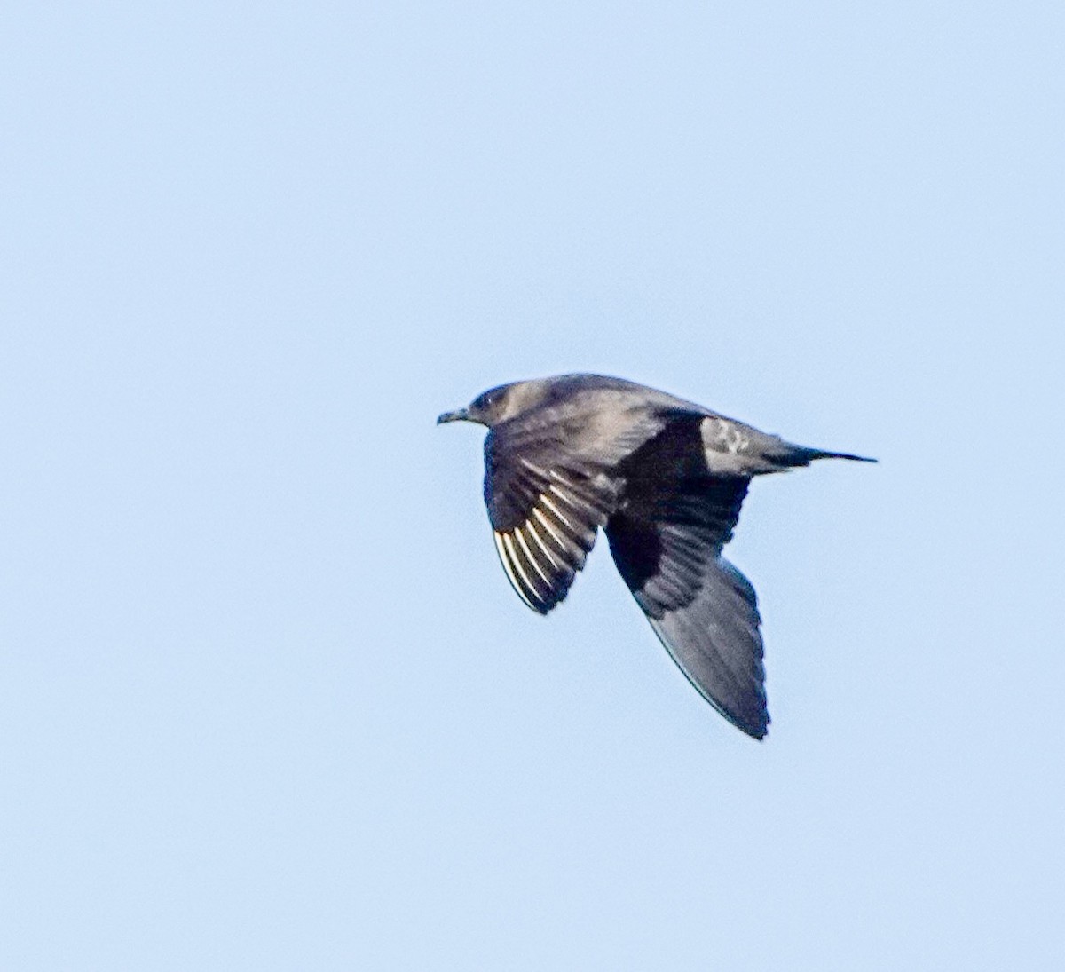 Parasitic Jaeger - ML643756878