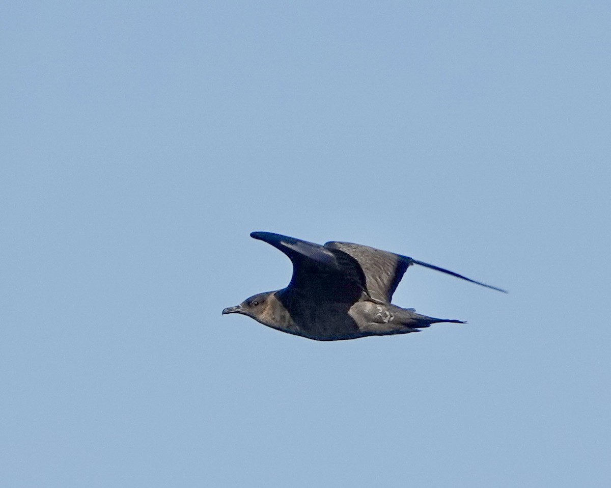 Parasitic Jaeger - ML643756879