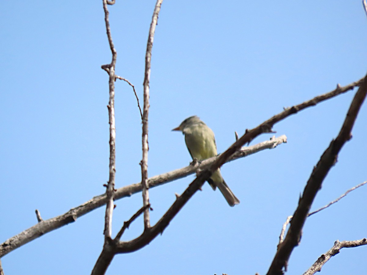Greater Pewee - ML643756910