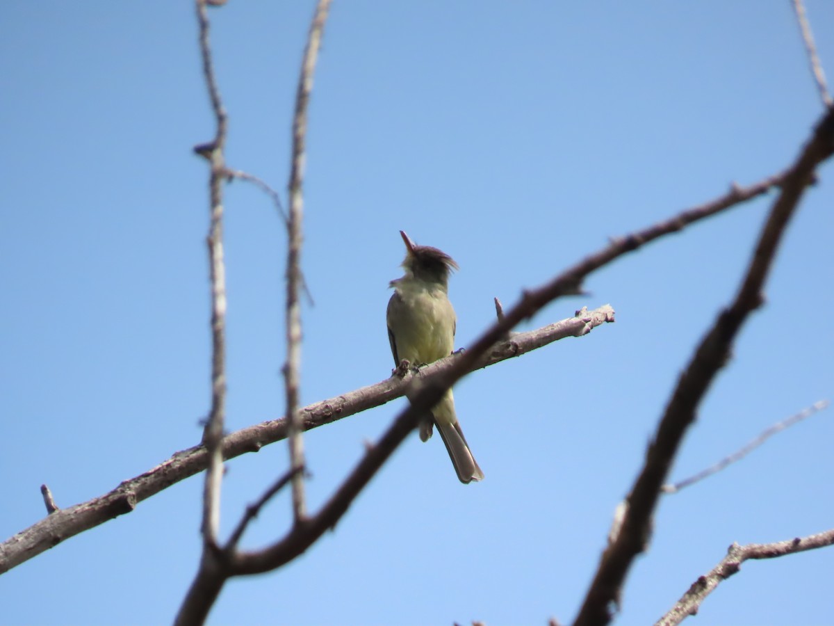 Greater Pewee - ML643756912