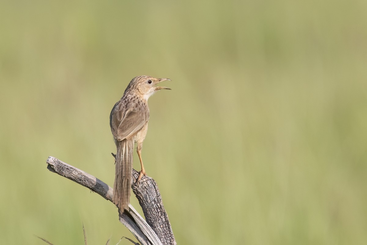 Cratérope indien - ML643756925
