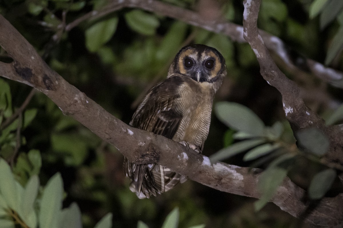 Brown Wood-Owl - ML643756935