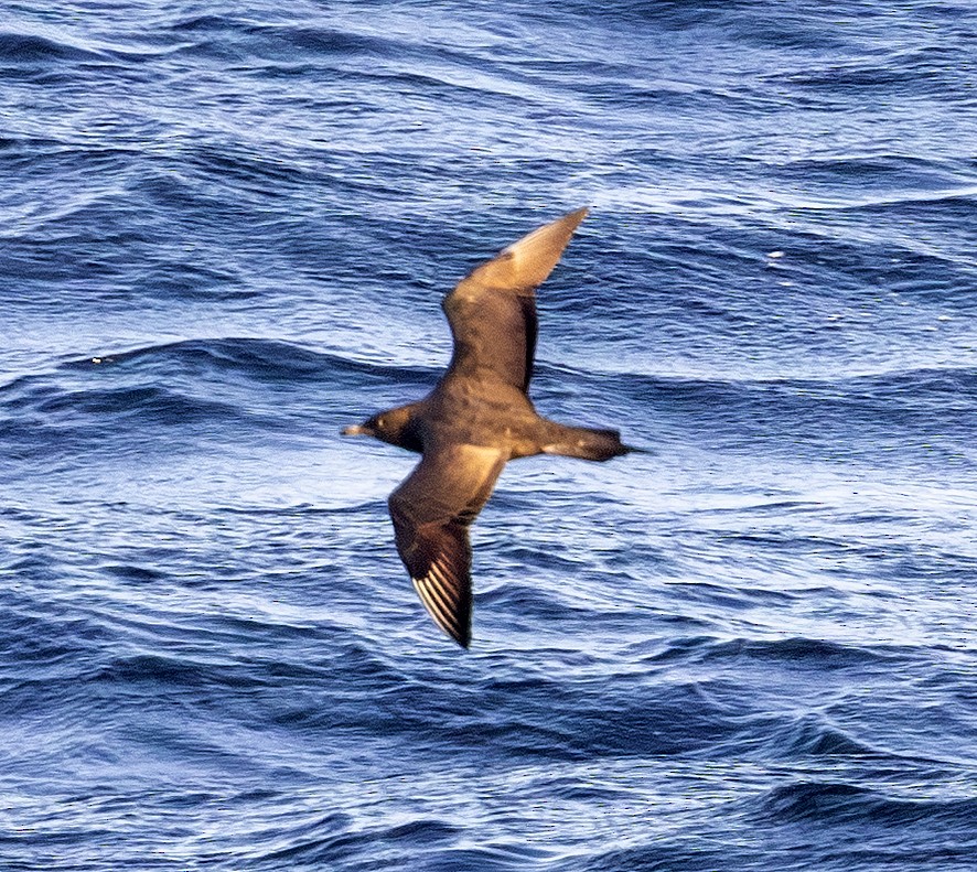 chaluha příživná - ML643756943