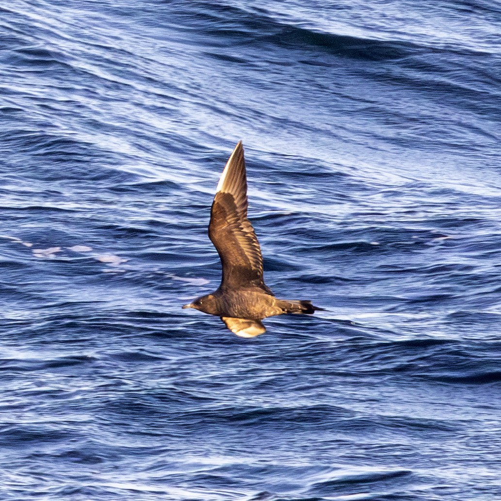 chaluha příživná - ML643756944