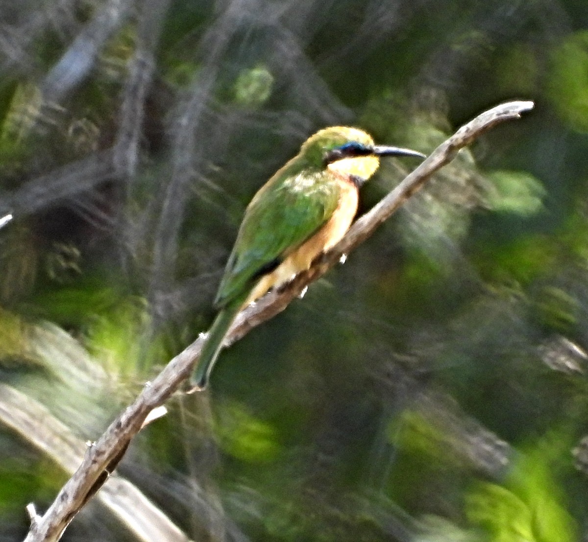 Guêpier nain - ML643756974