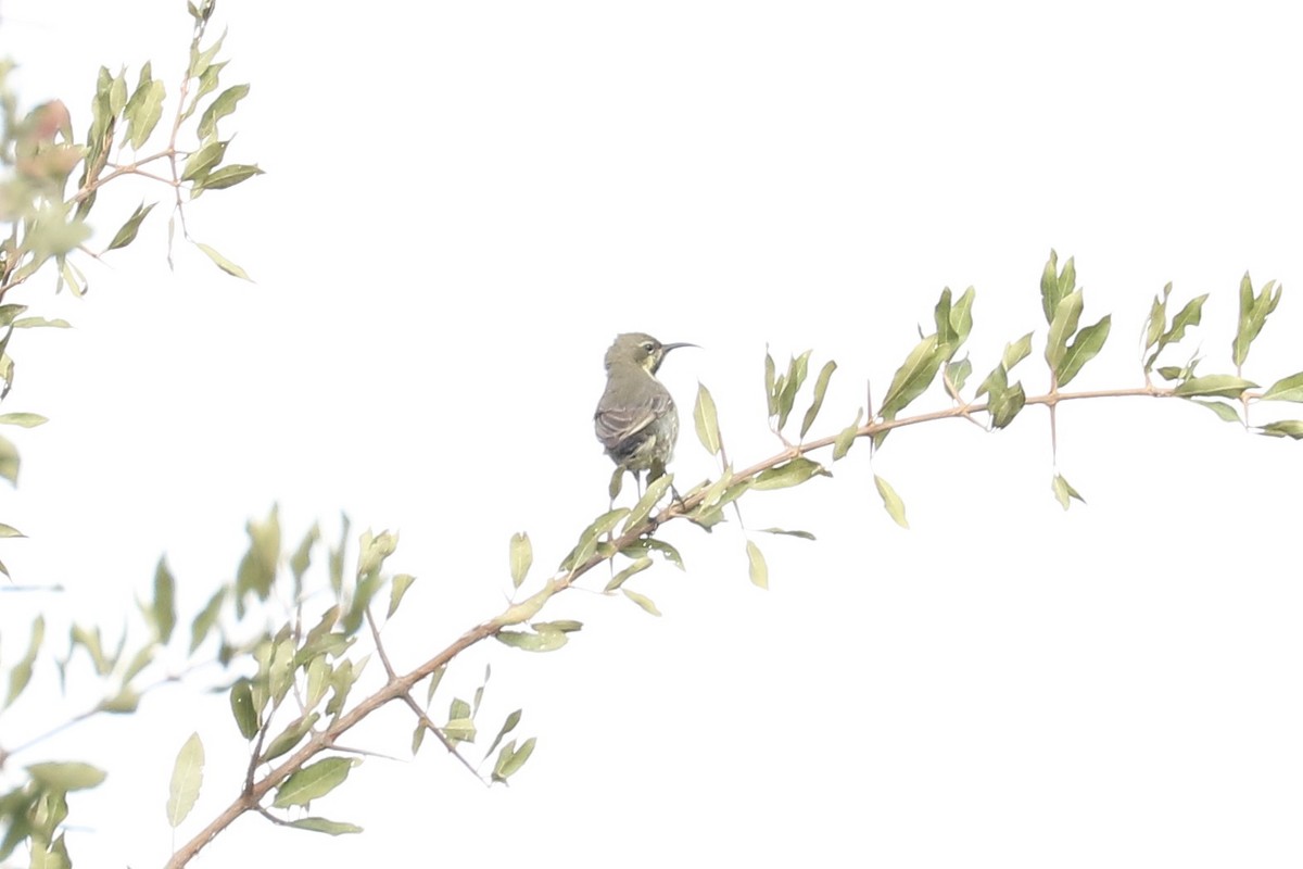 Amethyst Sunbird - ML643756981