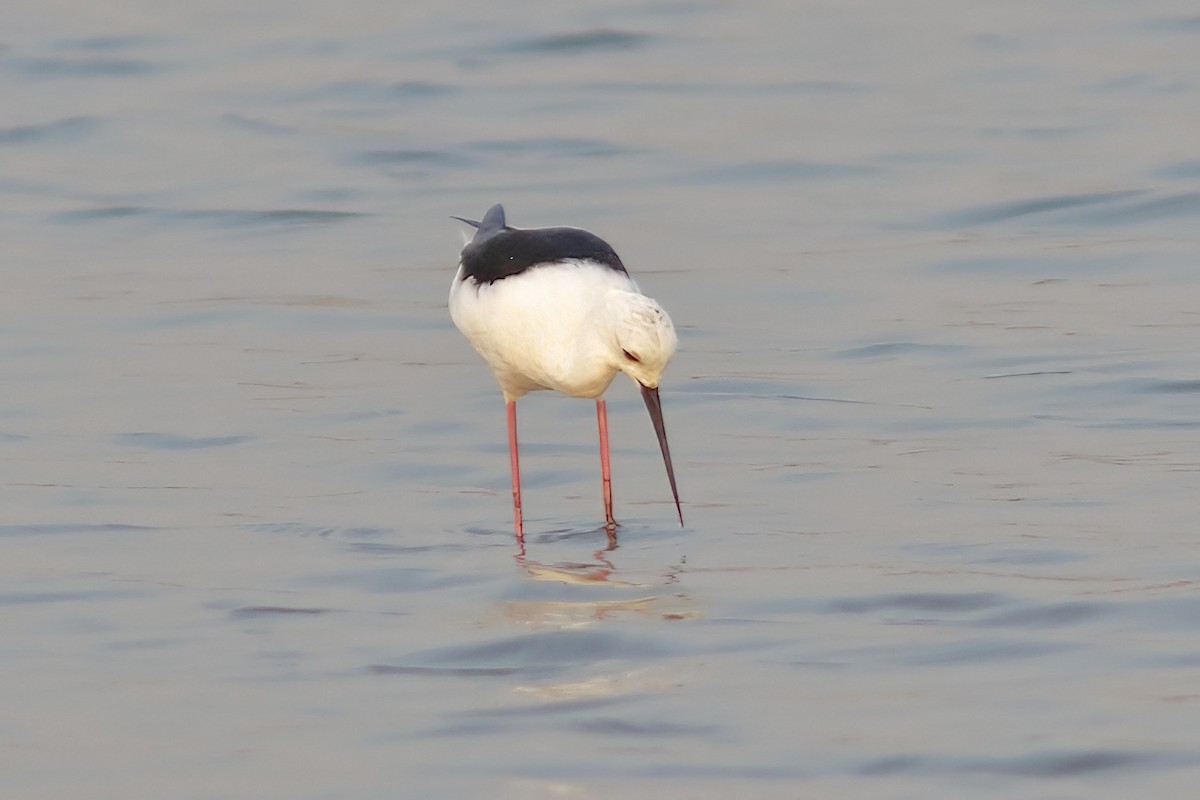 Black-winged Stilt - ML643757026