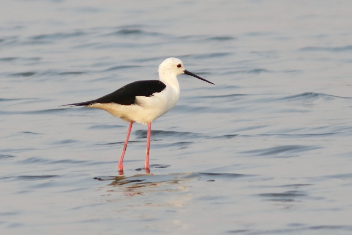 Black-winged Stilt - ML643757036