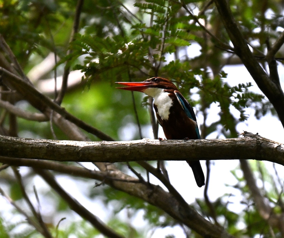 White-throated Kingfisher - ML643757052