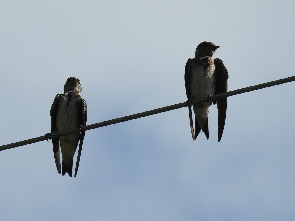 Purple Martin - ML643757066