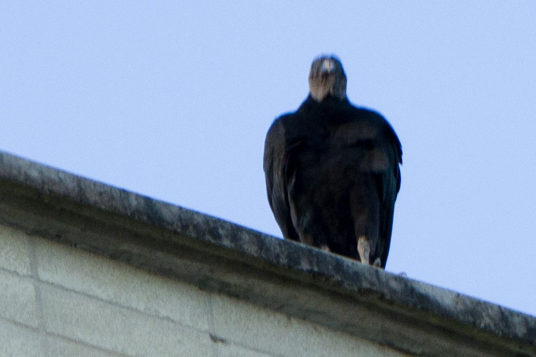 Black Vulture - ML643757067